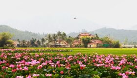 Dong Thap Tien Giang Vietnam