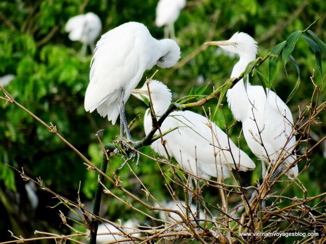 Photograph the natural allure of Can Tho’s wildlife