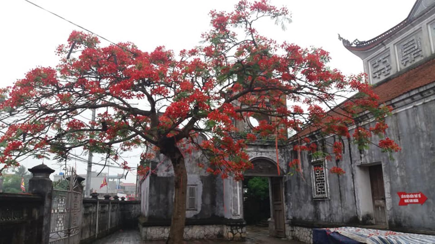 Capture the golden beauty of Thai Binh’s rural gem