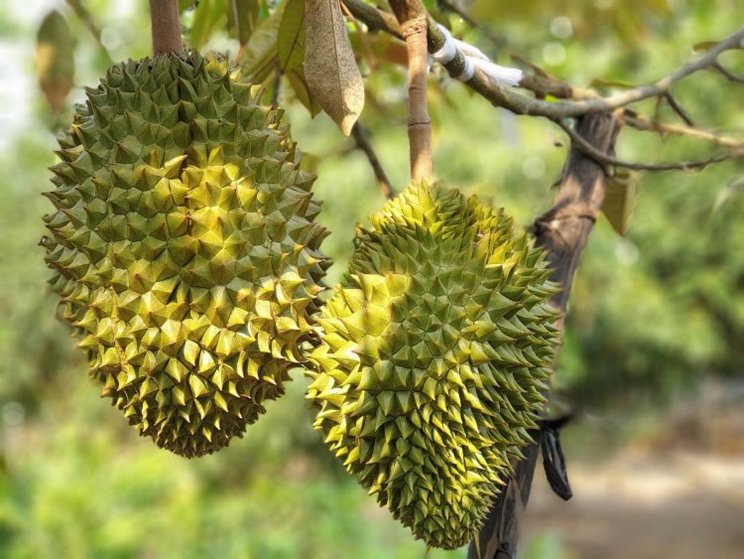 Start your Vinh Long Travel with vibrant fruit vibes