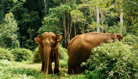 Elephant Cardamom Cambodia