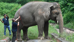Elephant in Cardamon