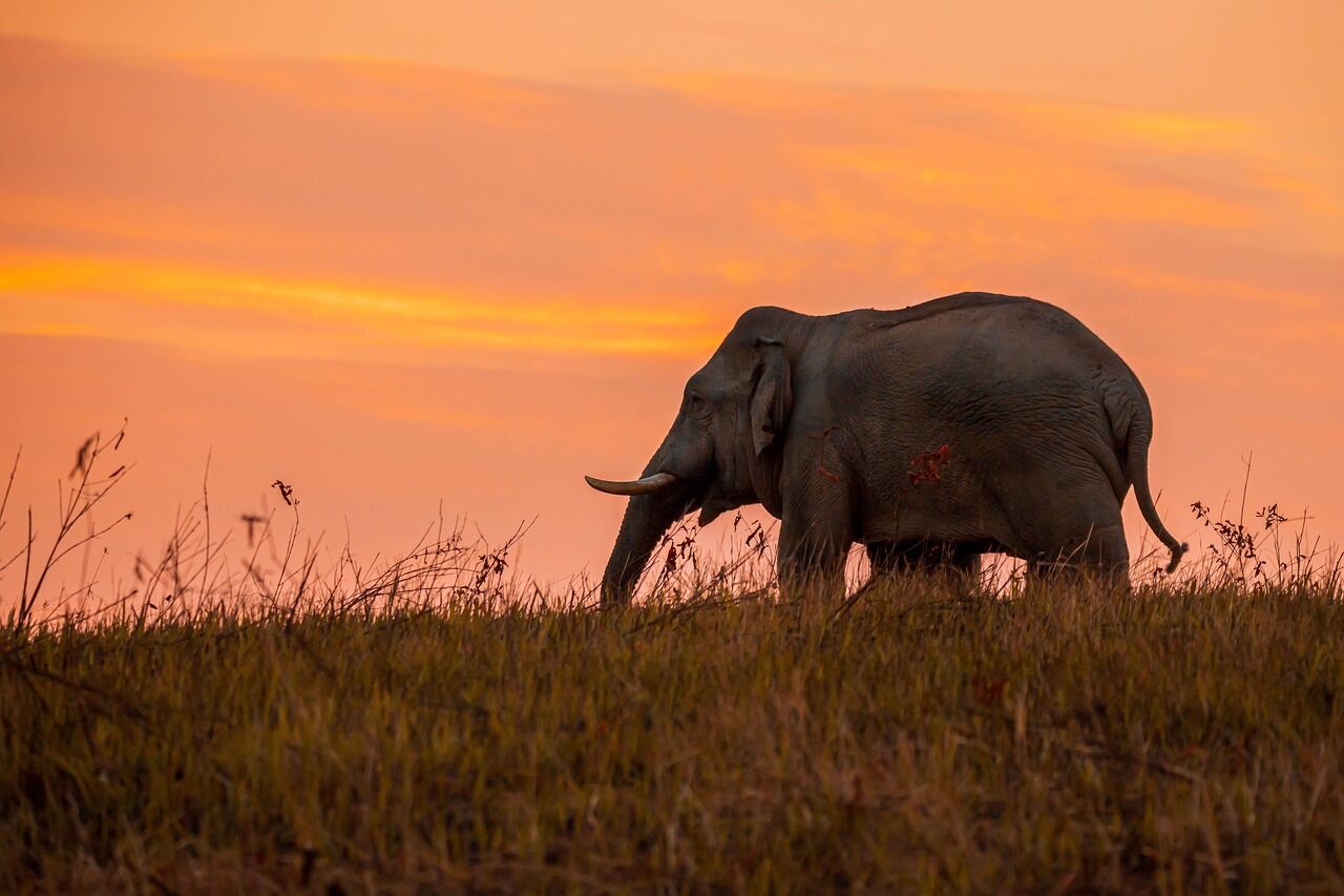 Connect responsibly with gentle wildlife