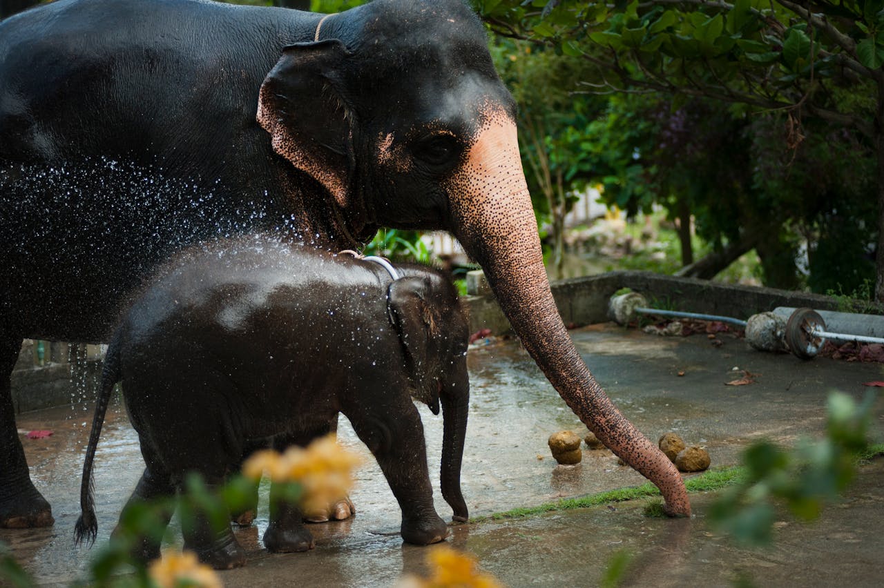 Connect responsibly with gentle giants