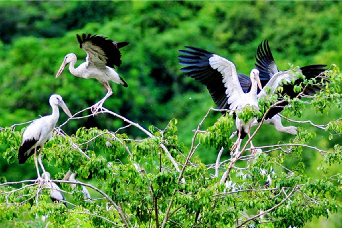Start your Ninh Binh Travel with avian wonders