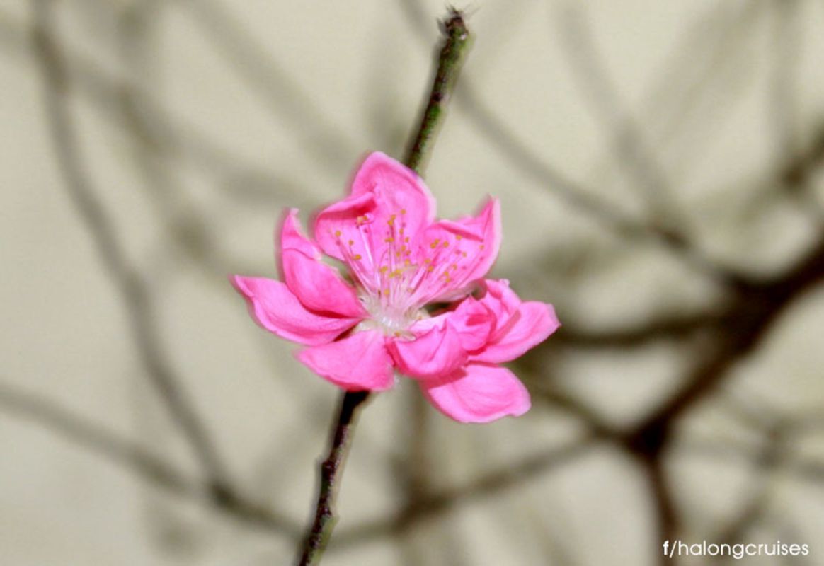 Spring in Ba Vi Hanoi