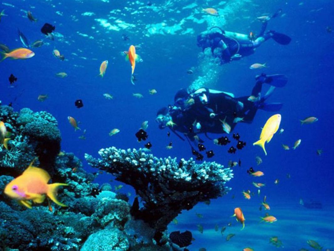 Capture the colorful beauty of Khanh Hoa’s marine gem