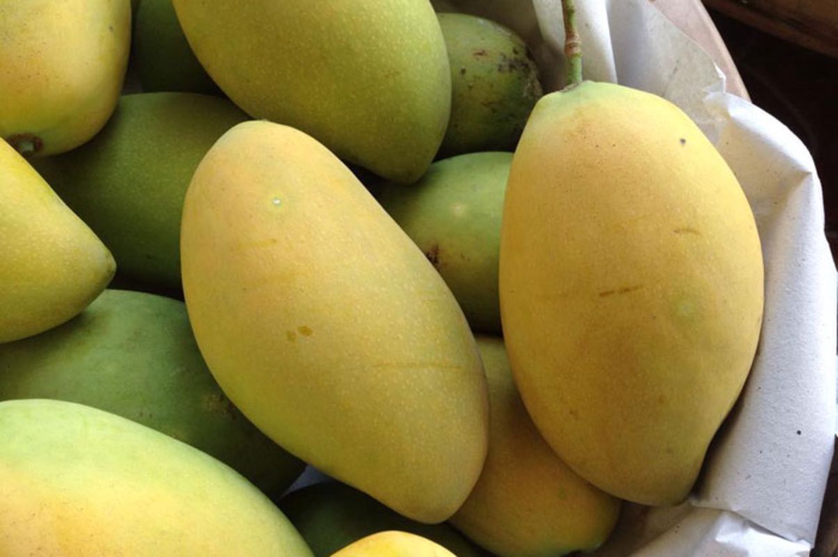 Hoa Loc Mango