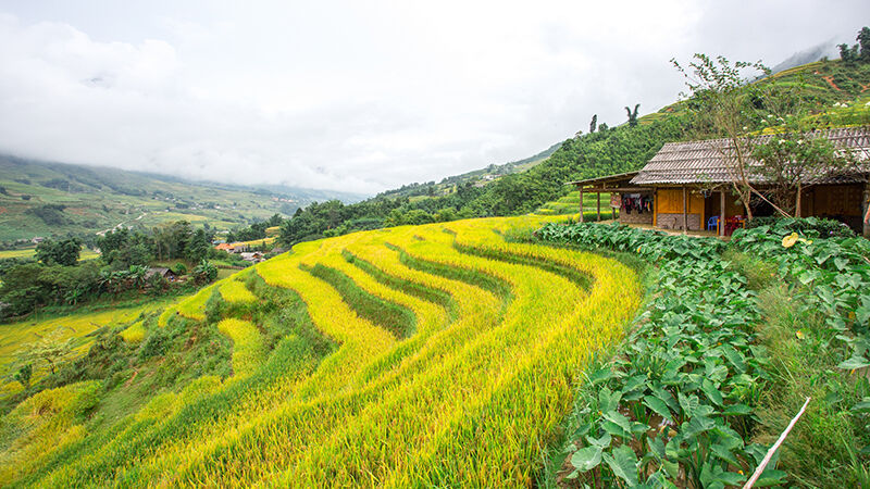Marvel at endless green terraces in misty Sapa