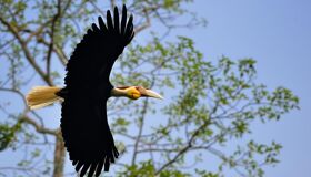 Hornbill Khao Yai Thailand