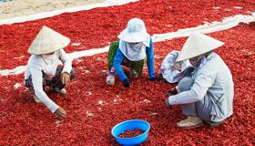 Hot Chilli in An Giang Vietnamese Farmers