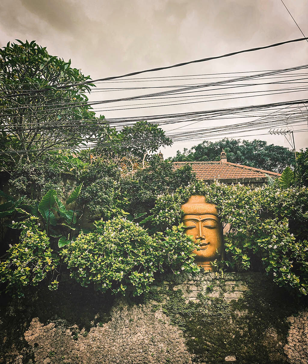 Indonesia-Bali Jungle
