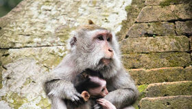 Indonesia-Bali Monkey
