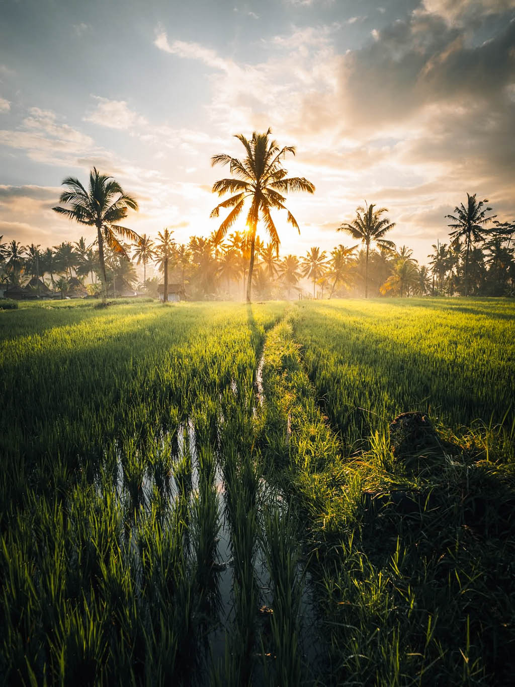 Marvel at the iconic emerald green terraces of Bali’s cultural heart