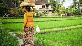 Indonesia-Bali Rice fields