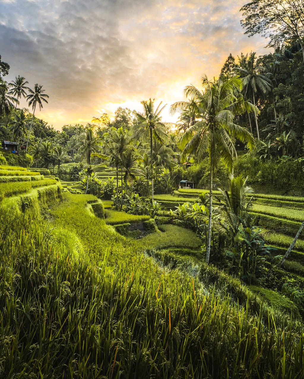 Marvel at the iconic emerald green terraces of Bali’s cultural heart