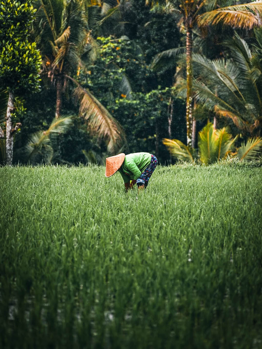 Marvel at the iconic emerald green terraces of Bali’s cultural heart
