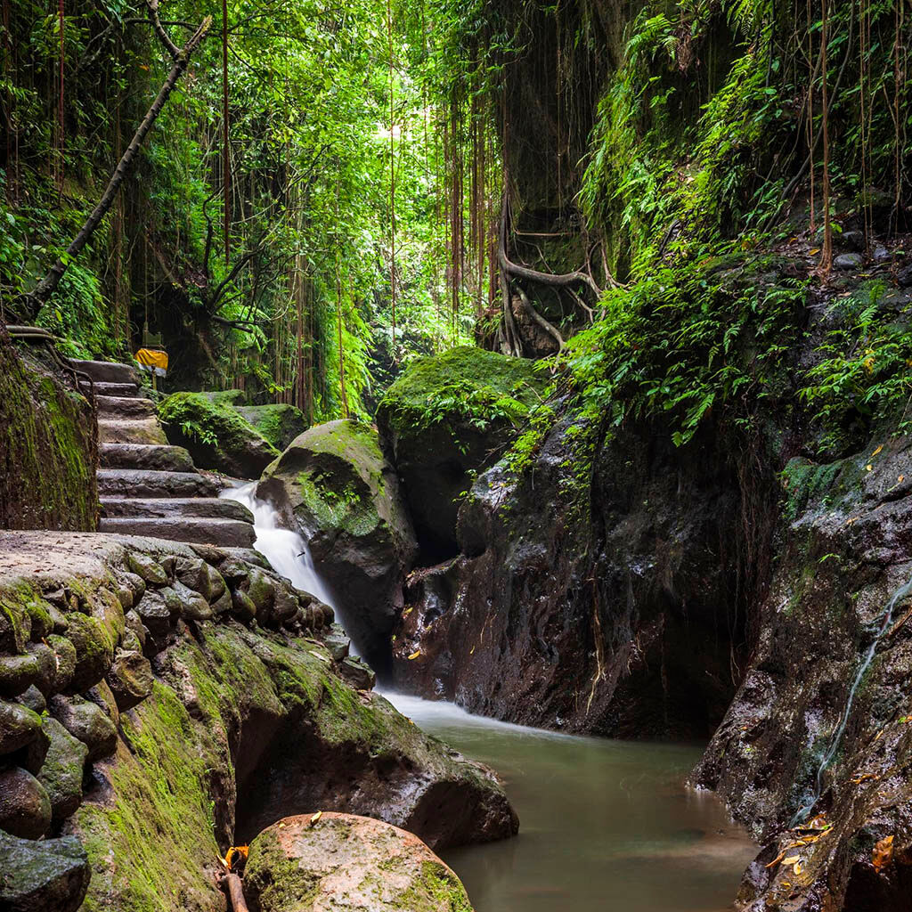 Encounter playful monkeys amid ancient temples and jungle