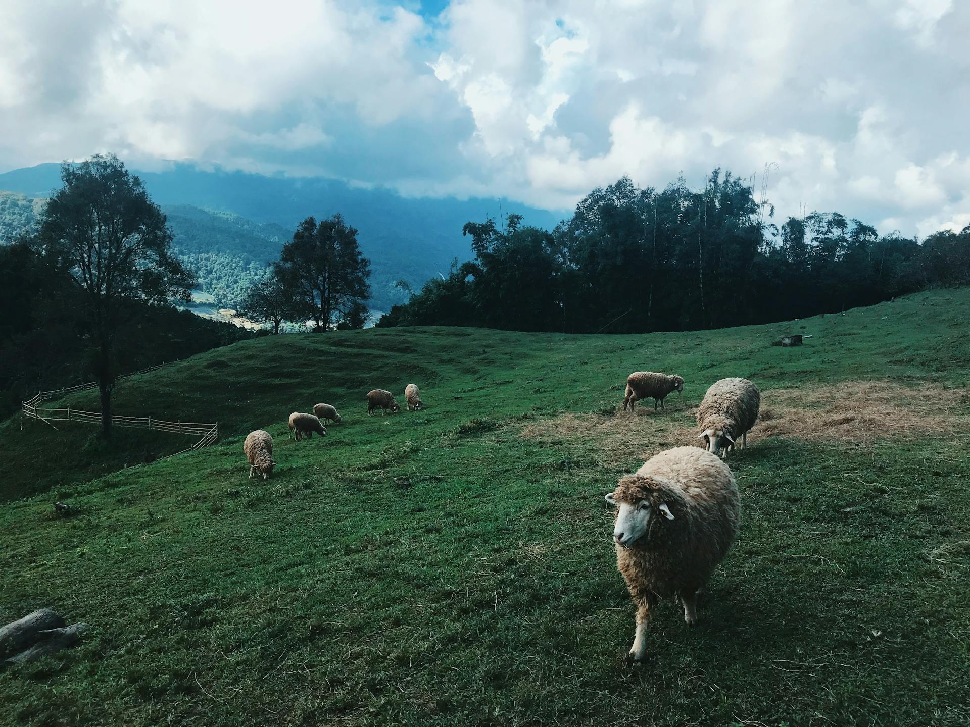 Luang Namtha Sheeps