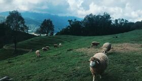 Luang Namtha Sheeps