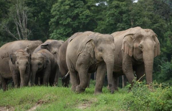 Meet gentle giants in a responsible and compassionate environment