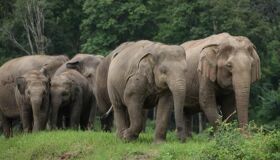 Mae Taeng Elephant Sanctuary