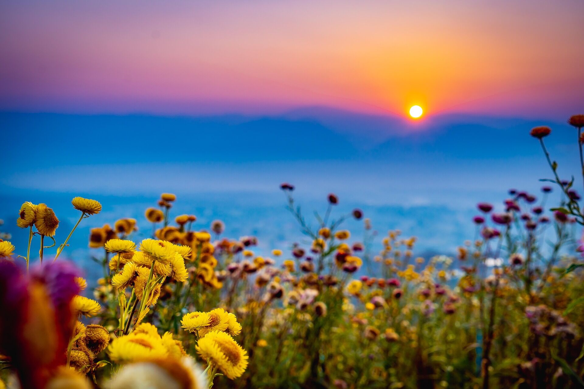 Mae Taeng Flowers and Sunlight