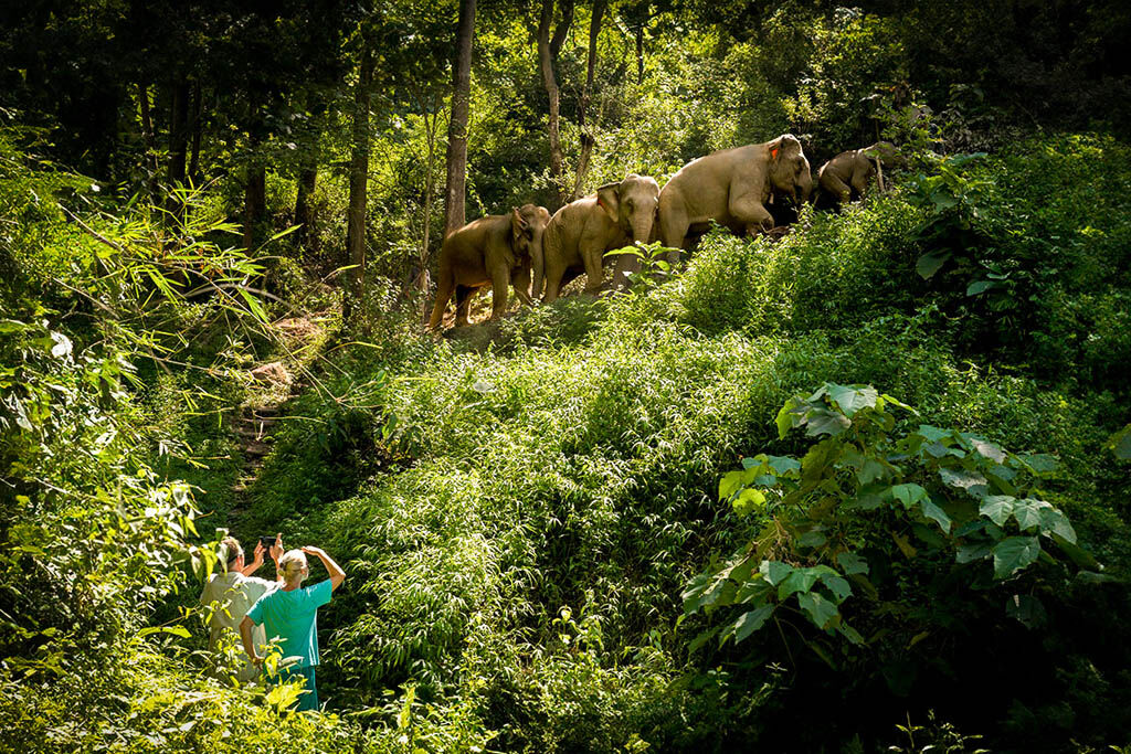 Meet gentle giants in a responsible and compassionate environment