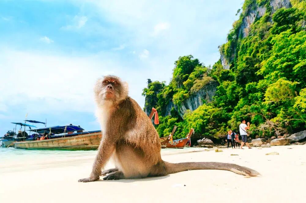 Dive into the emerald beauty of Thailand’s Andaman gems