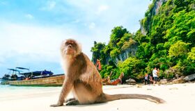 Monkey Koh Phi Phi Island