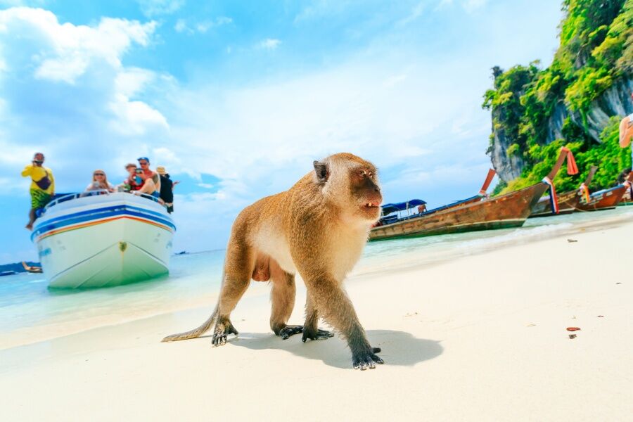 Dive into the emerald beauty of Thailand’s Andaman gems
