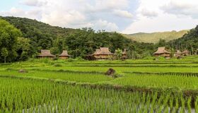 Muang Xay Terraced-Rice Fields