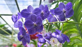 Orchid Thailand