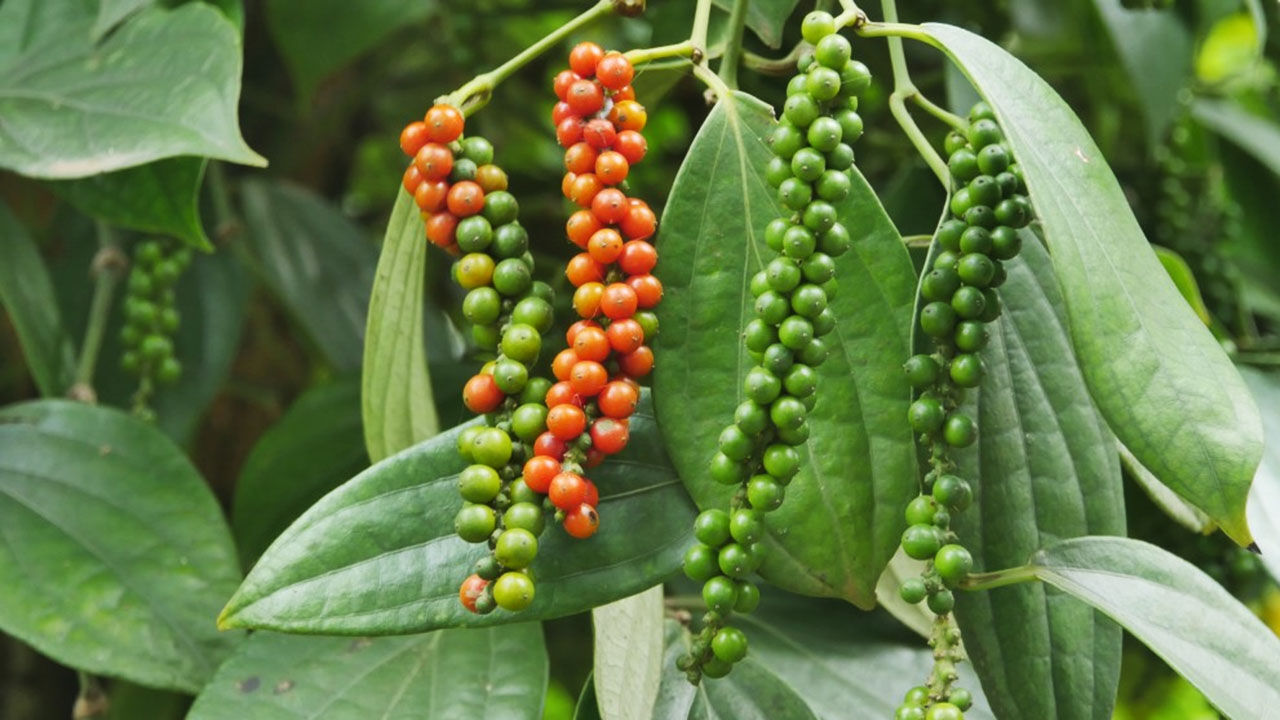Pepper Phu Quoc Island - Seize the cultural essence of Vietnam’s artistry