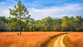 Phitsanulok Golden Fields