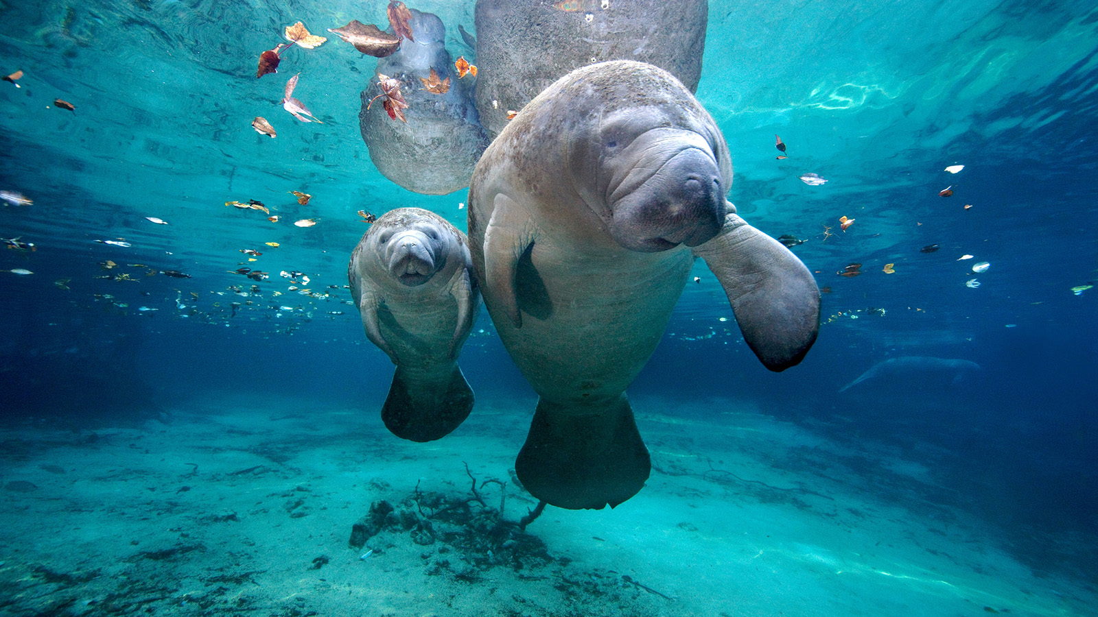 Dive into the emerald beauty of Thailand’s Andaman gems