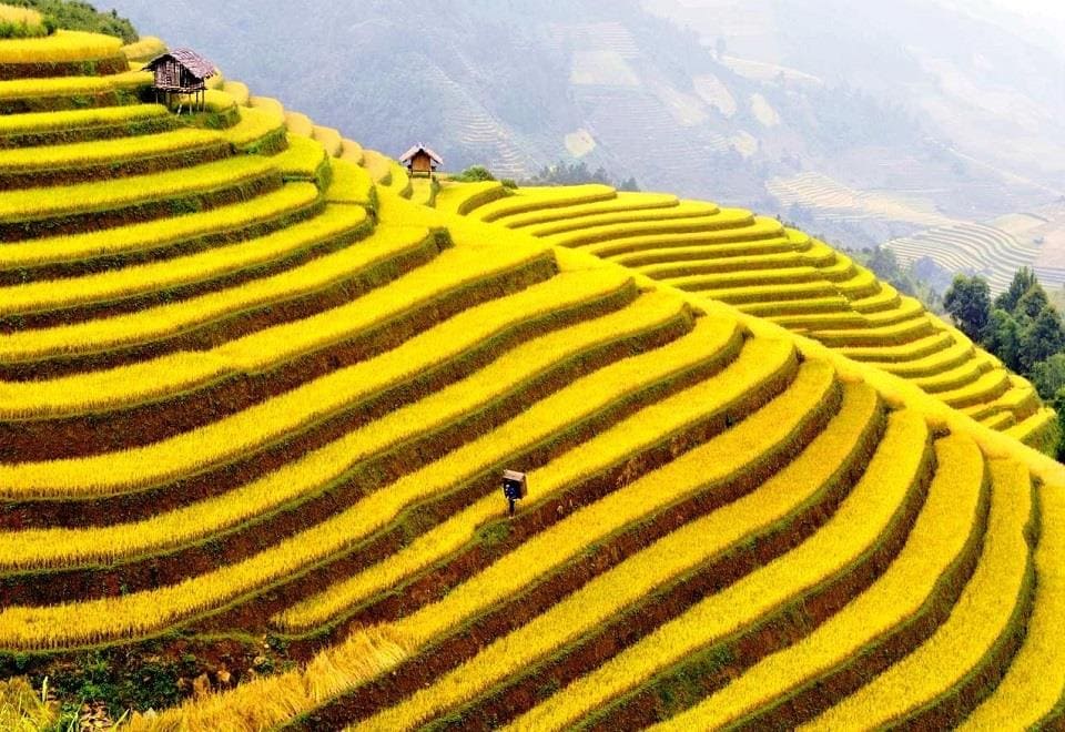 Marvel at the stunning layered green terraces of Sapa