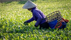 Tea Platation Vietnam