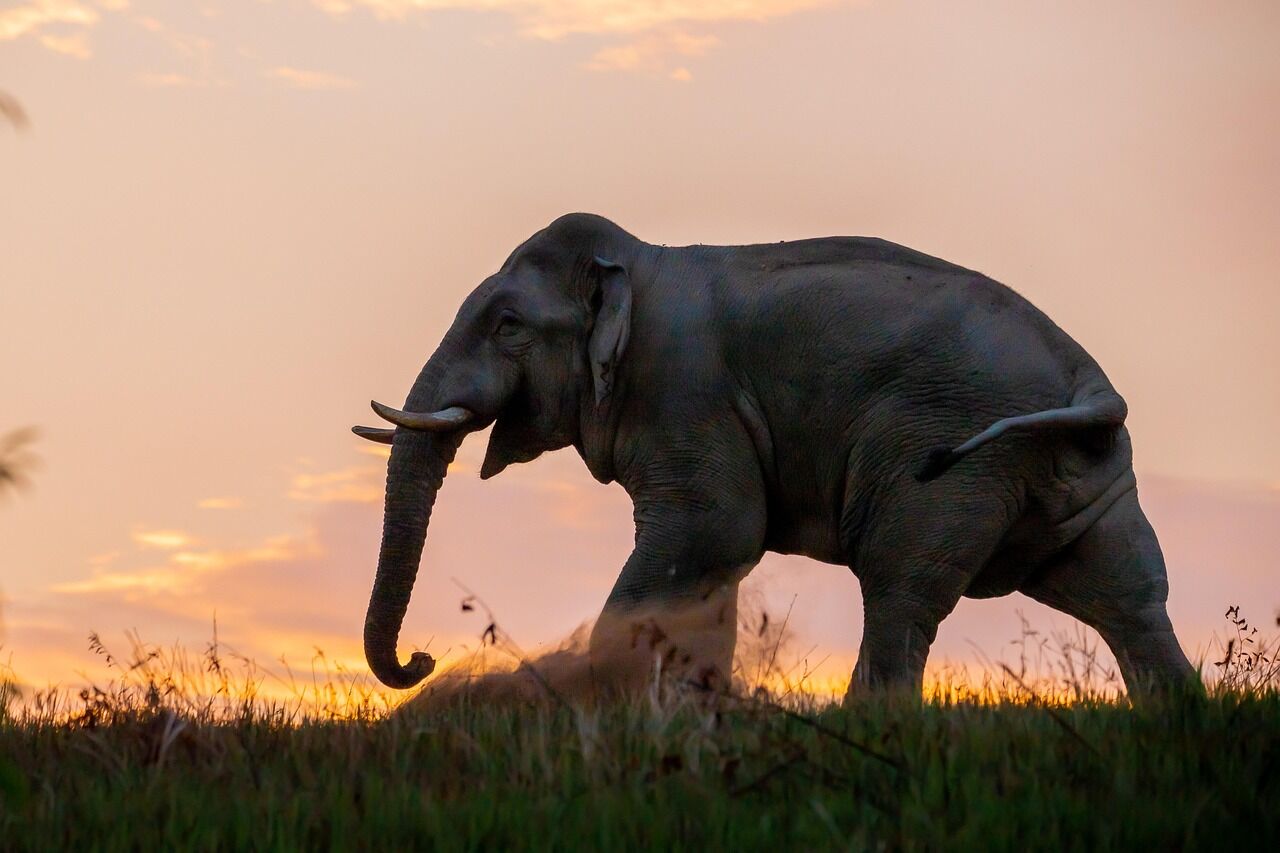 Thai Elephant under the sunset