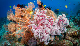 Thailand Ocean Coral