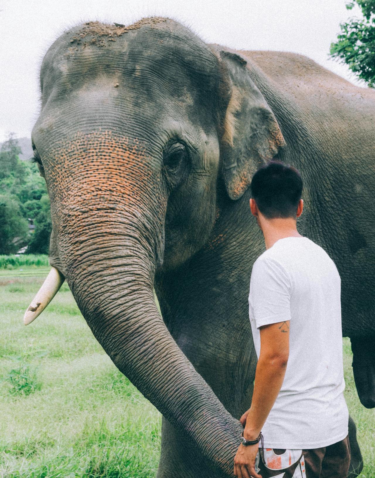 Meet gentle giants in a responsible and compassionate environment