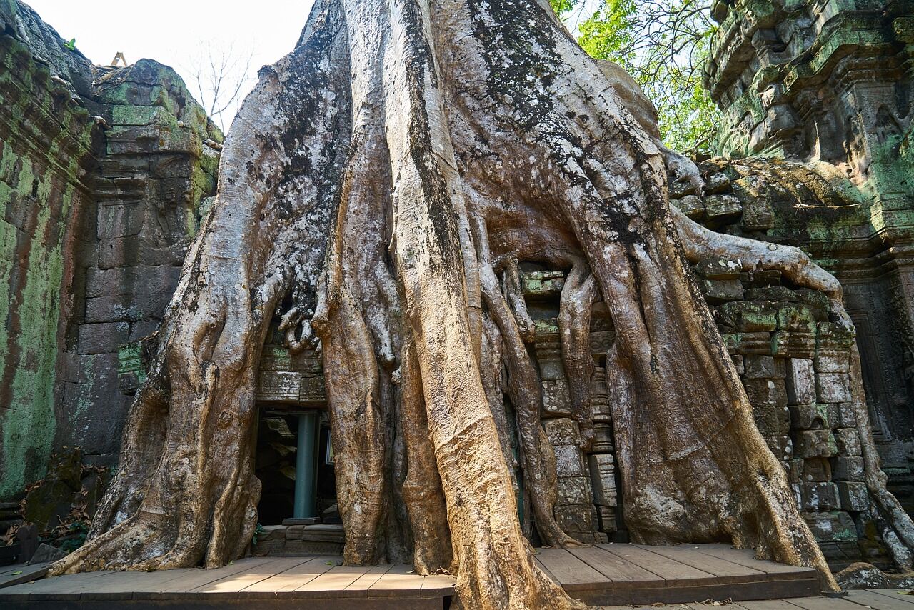 Explore the mystical jungle temple where nature reclaims ancient stone