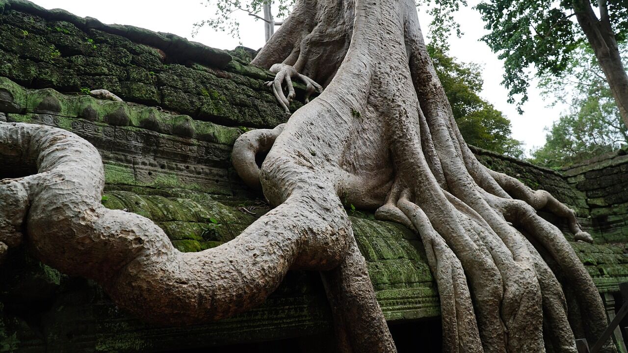 Explore the mystical ruins embraced by ancient trees