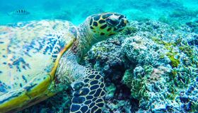 Turtle in Koh Rong Beach Cambodia