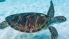 Turtle in Koh Rong Beach