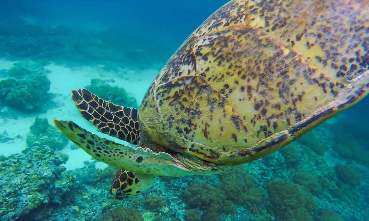 Turtle in Koh Rong