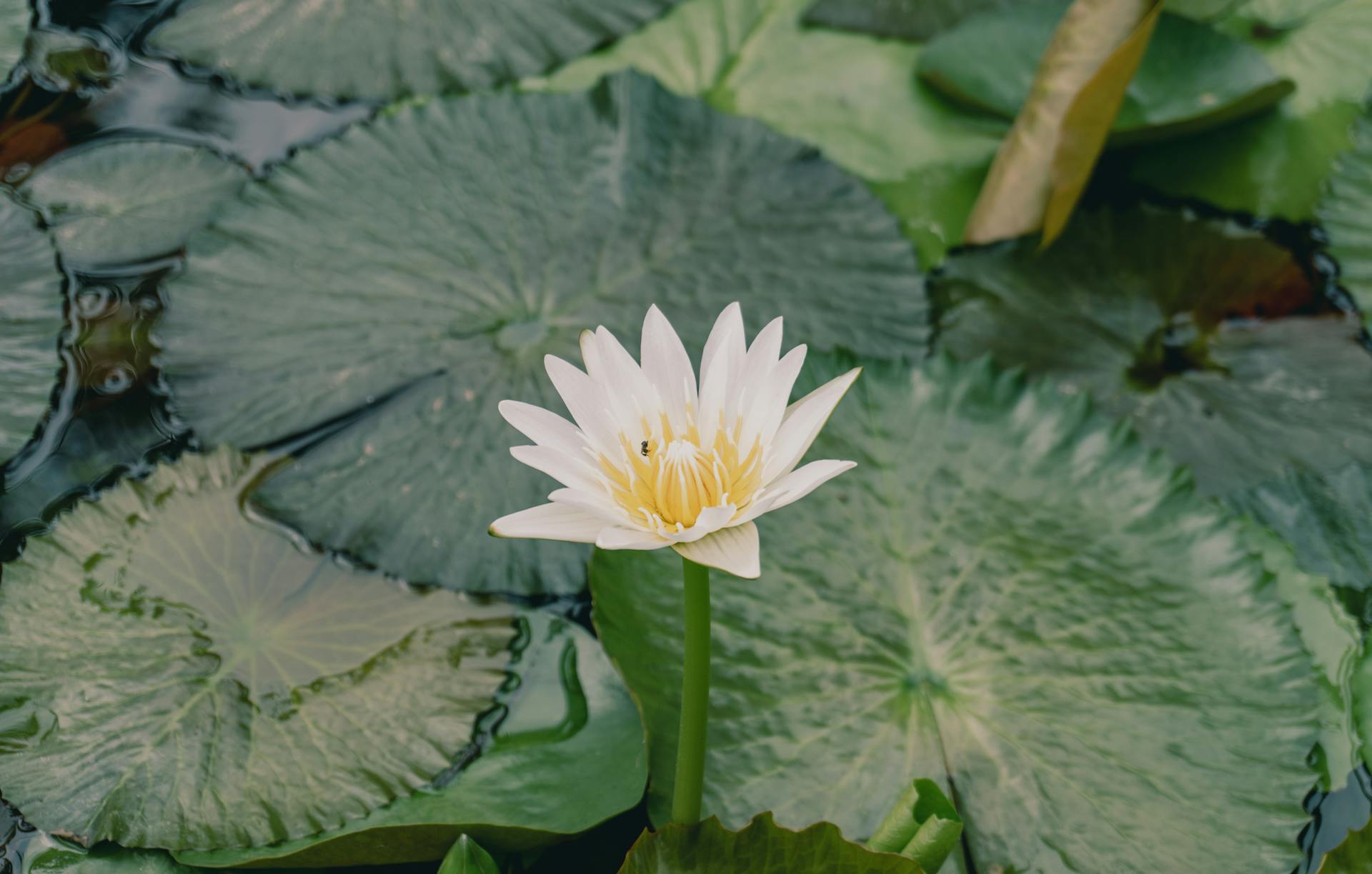 Seize the cultural essence of rural Vietnam
