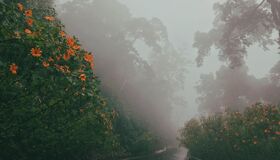 Hoa Dã Quỳ Ba Vì Hanoi