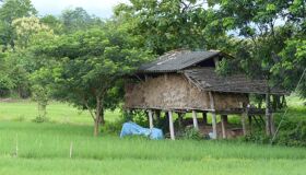 Lampang Rice-fields
