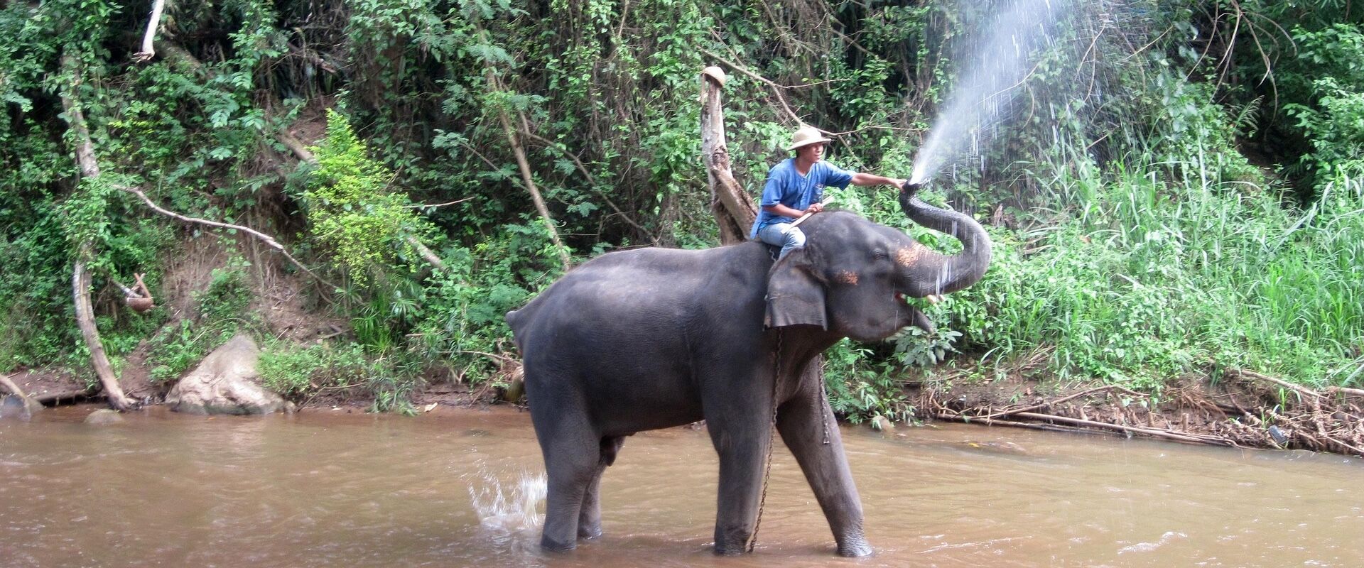 Meet gentle giants in a responsible environment